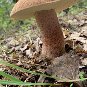 Bay Bolete