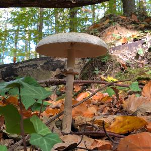 Parasol Mushroom