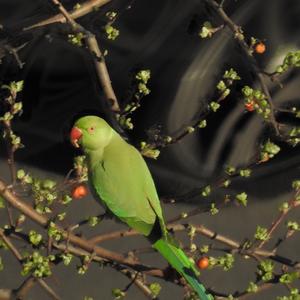 Rose-ringed Parakeet