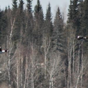 Barrow's Goldeneye