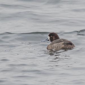 Greater Scaup