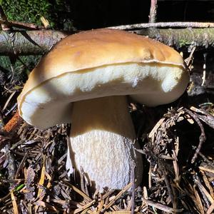 King Bolete