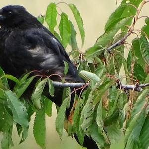 Carrion Crow