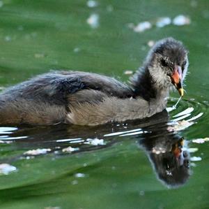 Common Moorhen