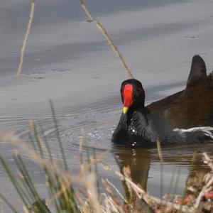 Common Moorhen