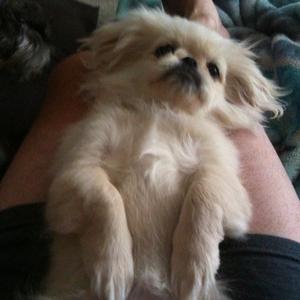 Pekingese