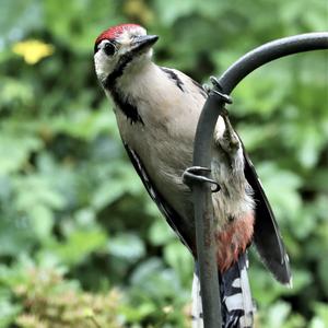 Great Spotted Woodpecker