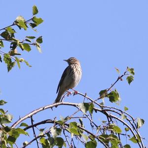 Tree Pipit