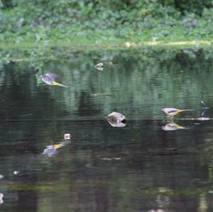 Grey Wagtail