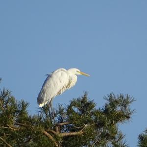 Great Egret