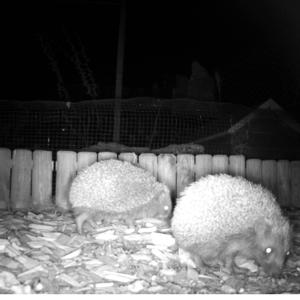 European Hedgehog