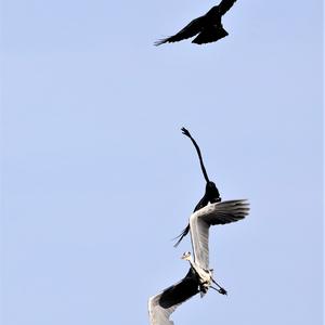 Grey Heron