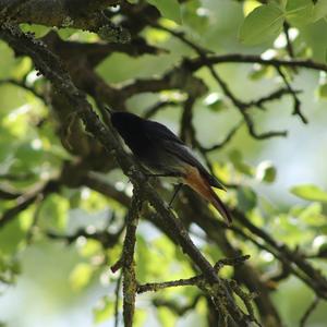 Black Redstart