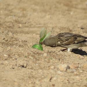 House Sparrow