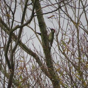 Eurasian Green Woodpecker