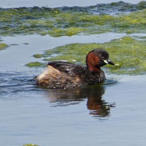 Little Grebe