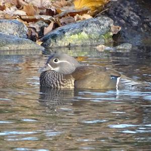 Mandarin Duck