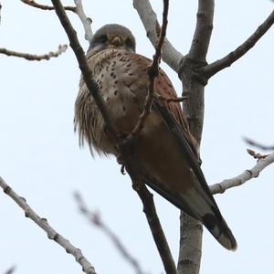 Common Kestrel