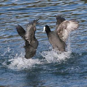 Common Coot