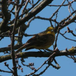 Yellowhammer