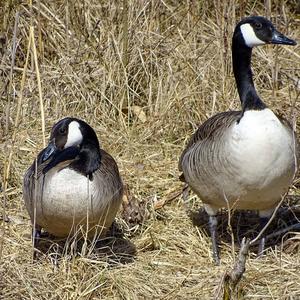 Canada Goose