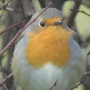 European Robin