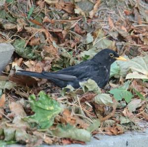 Eurasian Blackbird