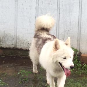 Alaskan Malamute