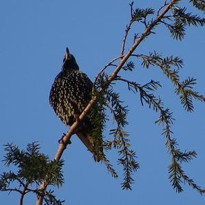 Common Starling