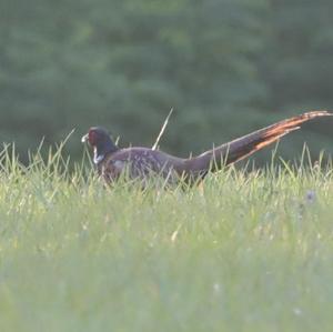 Common Pheasant