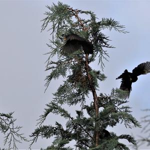 Eurasian Blackbird