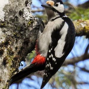 Great Spotted Woodpecker