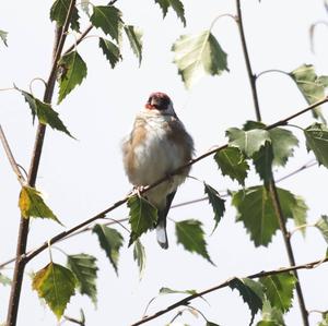 European Goldfinch