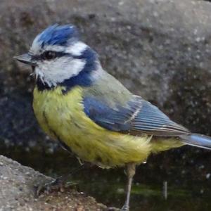 Blue Tit