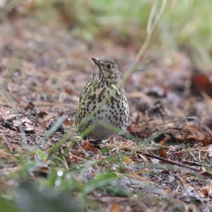 Song Thrush