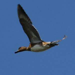 Northern Pintail