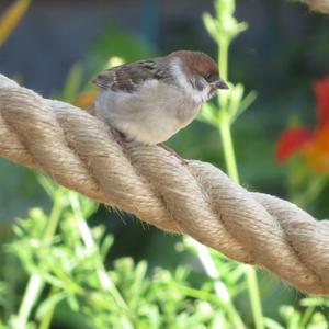 Eurasian Tree Sparrow