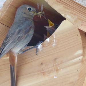 Black Redstart