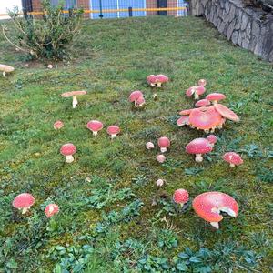 Fly Agaric