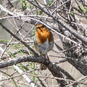 European Robin