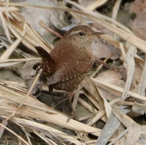 Winter Wren