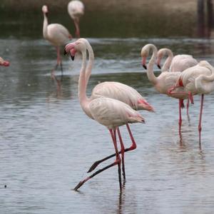 Greater Flamingo