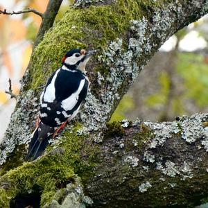 Great Spotted Woodpecker