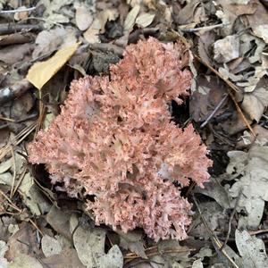 Clustered Coral