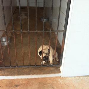 Unknown Breed
