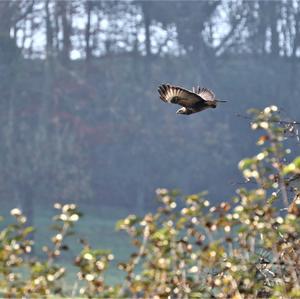 Common Buzzard