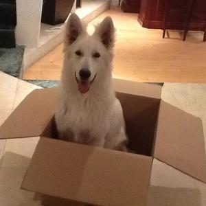 Berger Blanc Suisse