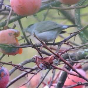 Blackcap