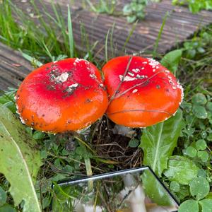 Fly Agaric