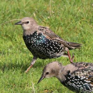 Common Starling